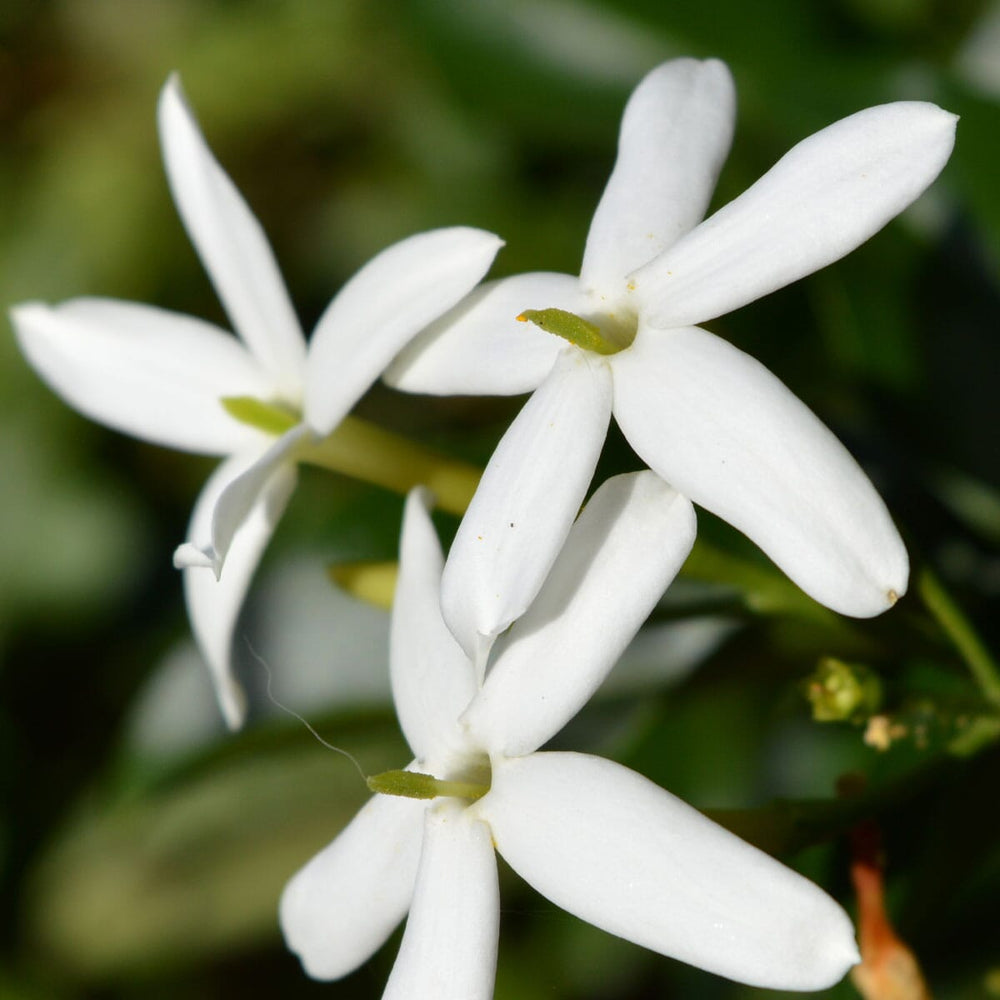 Jasmine Silver Needles